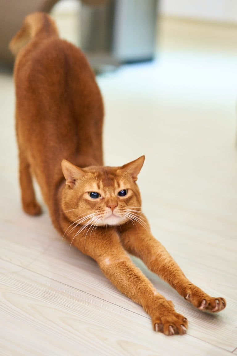Catyoga : pet yoga, faire du yoga avec son chat