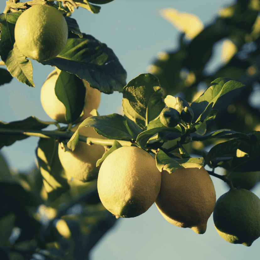 Citron, orange, bergamote : huiles essentielles d'agrumes pour le yoga