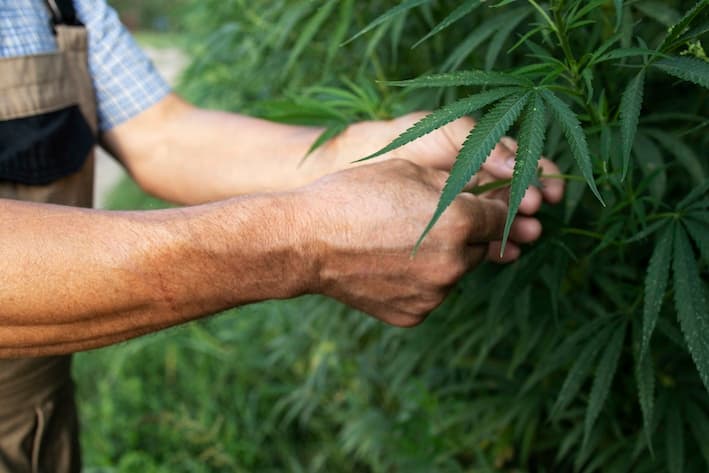 Growing cannabis or hemp plants for alternative medicine.