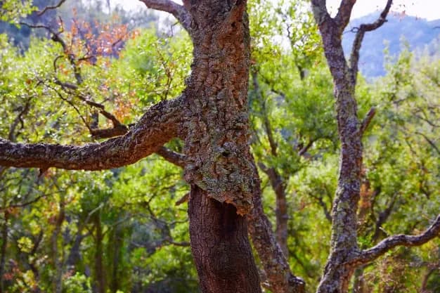 Le tronc noueux d'un chêne-liège, couvert d'une écorce épaisse et crevassée, au milieu d'une forêt